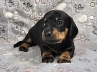 Smooth Black & Tan Male , a male Dachshund for sale in Phoenix, AZ – 8 of 10