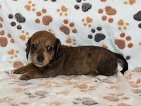 Brindle Female, a female Dachshund for sale in Phoenix, AZ – Photo 2 of 10