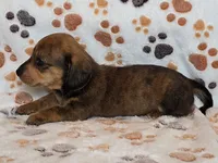 Brindle Female, a female Dachshund for sale in Phoenix, AZ – Photo 4 of 10