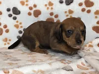 Brindle Female, a female Dachshund for sale in Phoenix, AZ – Photo 10 of 10