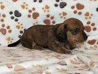 Brindle Female, a female Dachshund for sale in Phoenix, AZ – Photo 5 of 10