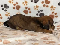Brindle Female, a female Dachshund for sale in Phoenix, AZ – Photo 8 of 10