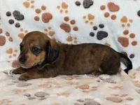 Brindle Female, a female Dachshund for sale in Phoenix, AZ – Photo 3 of 10