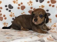 Brindle Female, a female Dachshund for sale in Phoenix, AZ – Photo 1 of 10