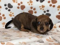 Brindle Female, a female Dachshund for sale in Phoenix, AZ – Photo 9 of 10