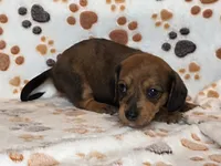 Brindle Female, a female Dachshund for sale in Phoenix, AZ – Photo 7 of 10