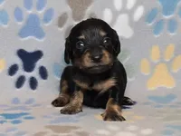 Longhaired Black & Tan Female, a female Dachshund for sale in Phoenix, AZ – Photo 6 of 10