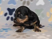 Longhaired Black & Tan Female, a female Dachshund for sale in Phoenix, AZ – Photo 9 of 10