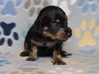 Longhaired Black & Tan Female, a female Dachshund for sale in Phoenix, AZ – Photo 2 of 10