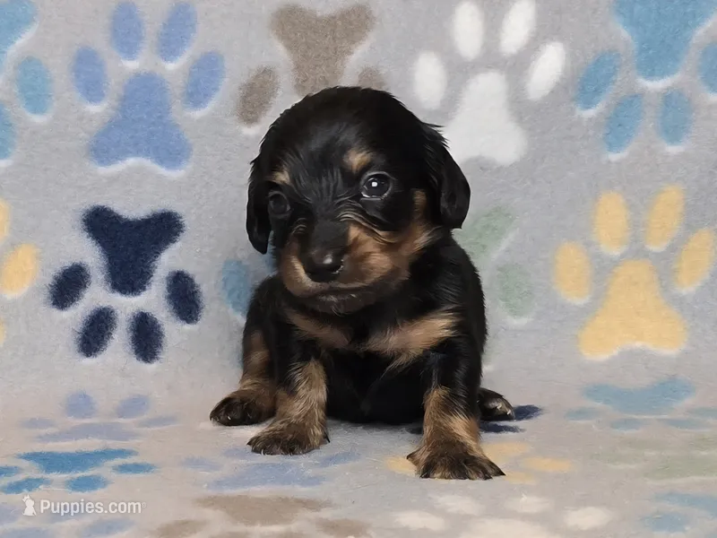 Longhaired Black & Tan Female