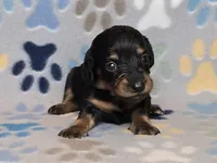 Longhaired Black & Tan Female, a female Dachshund for sale in Phoenix, AZ – Photo 8 of 10