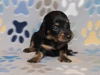 Longhaired Black & Tan Female, a female Dachshund for sale in Phoenix, AZ – Photo 3 of 10