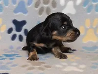 Longhaired Black & Tan Female, a female Dachshund for sale in Phoenix, AZ – Photo 10 of 10