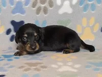 Longhaired Black & Tan Female, a female Dachshund for sale in Phoenix, AZ – Photo 4 of 10