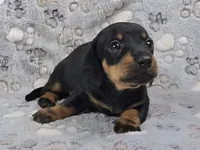 Smooth Black & Tan Male , a male Dachshund for sale in Phoenix, AZ – 9 of 10