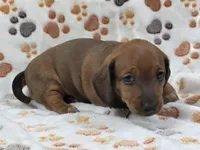 Smooth Red Male , a male Dachshund for sale in Phoenix, AZ – 3 of 10