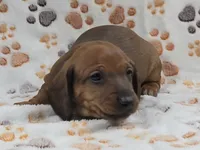 Smooth Red Male , a male Dachshund for sale in Phoenix, AZ – 10 of 10