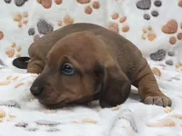 Smooth Red Male , a male Dachshund for sale in Phoenix, AZ – 2 of 10