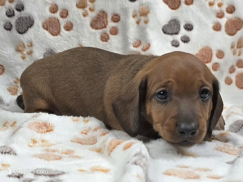 Smooth Red Male  – Dachshund puppy for sale in Phoenix, AZ