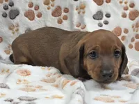 Smooth Red Male , a male Dachshund for sale in Phoenix, AZ – 1 of 10