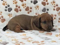 Smooth Red Male , a male Dachshund for sale in Phoenix, AZ – 6 of 10