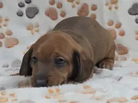 Smooth Red Male , a male Dachshund for sale in Phoenix, AZ – 8 of 10