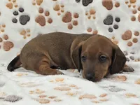 Smooth Red Male , a male Dachshund for sale in Phoenix, AZ – 7 of 10