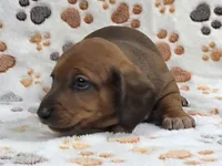 Smooth Red Male , a male Dachshund for sale in Phoenix, AZ – 9 of 10