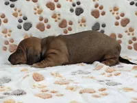 Smooth Red Male , a male Dachshund for sale in Phoenix, AZ – 5 of 10