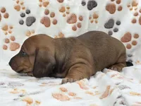 Smooth Red Male , a male Dachshund for sale in Phoenix, AZ – 4 of 10