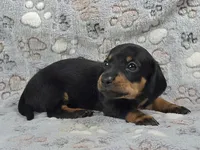 Smooth Black & Tan Male , a male Dachshund for sale in Phoenix, AZ – 3 of 10