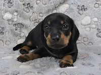 Smooth Black & Tan Male , a male Dachshund for sale in Phoenix, AZ – 7 of 10