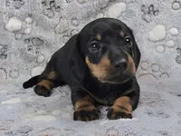 Smooth Black & Tan Male , a male Dachshund for sale in Phoenix, AZ – 6 of 10
