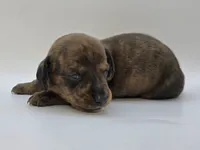 Brindle Female #1, a female Dachshund for sale in Phoenix, AZ – Photo 8 of 10