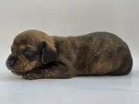 Brindle Female #1, a female Dachshund for sale in Phoenix, AZ – Photo 9 of 10