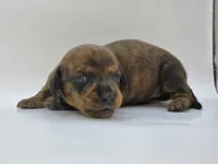 Brindle Female #1, a female Dachshund for sale in Phoenix, AZ – Photo 5 of 10