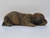 Brindle Female #1, a female Dachshund for sale in Phoenix, AZ – Photo 4 of 10