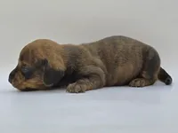 Brindle Female #1, a female Dachshund for sale in Phoenix, AZ – Photo 6 of 10