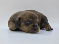 Brindle Female #1, a female Dachshund for sale in Phoenix, AZ – Photo 10 of 10