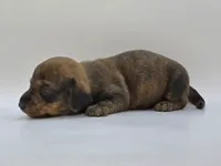 Brindle Female #1, a female Dachshund for sale in Phoenix, AZ – Photo 7 of 10