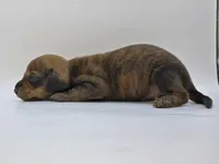 Brindle Female #1, a female Dachshund for sale in Phoenix, AZ – Photo 2 of 10