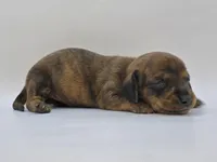 Brindle Female #1, a female Dachshund for sale in Phoenix, AZ – Photo 3 of 10