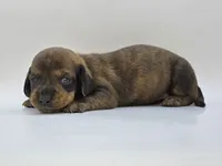 Brindle Female #1, a female Dachshund for sale in Phoenix, AZ – Photo 1 of 10