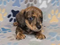 Brindle Dapple Male, a male Dachshund for sale in Phoenix, AZ – Photo 1 of 10