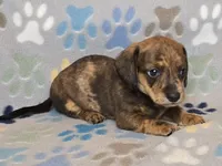Brindle Dapple Male, a male Dachshund for sale in Phoenix, AZ – Photo 7 of 10
