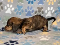 Brindle Dapple Male, a male Dachshund for sale in Phoenix, AZ – Photo 6 of 10