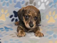 Brindle Dapple Male, a male Dachshund for sale in Phoenix, AZ – Photo 3 of 10