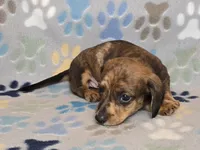 Brindle Dapple Male, a male Dachshund for sale in Phoenix, AZ – Photo 4 of 10