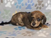 Brindle Dapple Male, a male Dachshund for sale in Phoenix, AZ – Photo 2 of 10