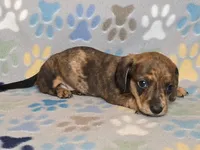 Brindle Dapple Male, a male Dachshund for sale in Phoenix, AZ – Photo 5 of 10